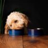 829115_1 Reactive Glaze 2 Piece Dog Food & Water Bowl Set - Midnight Blue