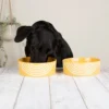829177_1 Aztec 2 Piece Dog Food & Water Bowl Set - Sunflower Yellow