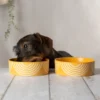 829191_1 Aztec 2 Piece Dog Food & Water Bowl Set - Sunflower Yellow