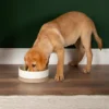 BOWRCD824295_2 Scandi 2 Piece Non Tip Pet Food & Water Bowl - Cream